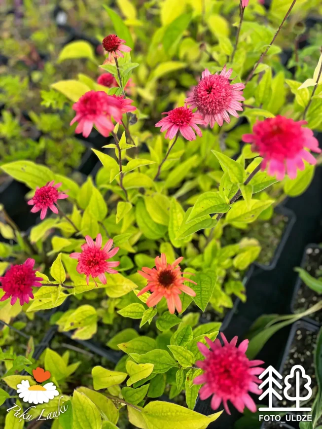 Echinacea   'Raspberry Truffle'